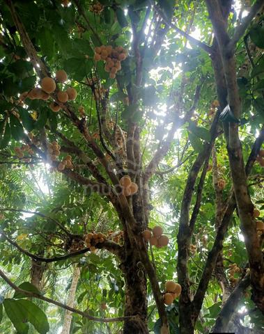 tanah kebun bersama pokok getah mudah yang dah matang ditoreh 1