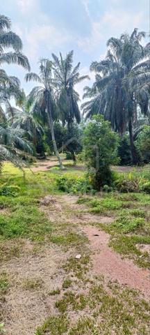 Tanah Kebun Sawit Murah 3 Ekar Di Sabak Bernam 1