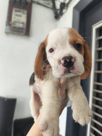 Beagle - photo 2 of 2