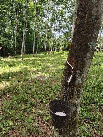 Tanah Ladang Getah 1.381 Hektar / 4¾ Relong 1