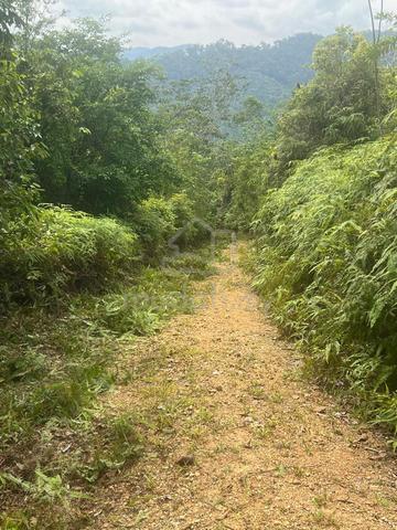 Palm Oil Plantation For Sale 1