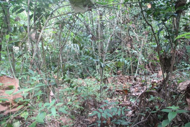99.Tanah Pertanian Di Sg. Siput (U) 1
