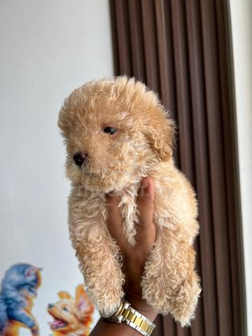 maltipoo ~6 - photo 2 of 3