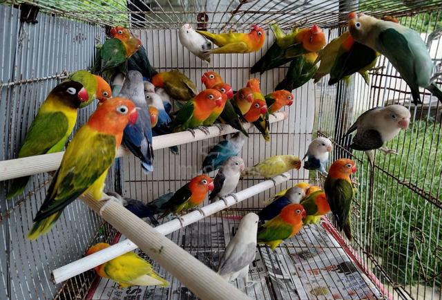 Burung lovebird fischer #nuricinta - photo 4 of 6