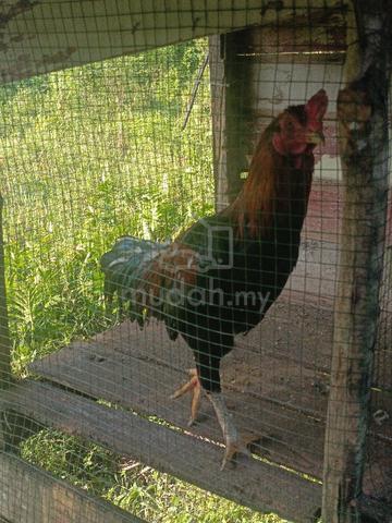 ayam sabung - photo 2 of 2