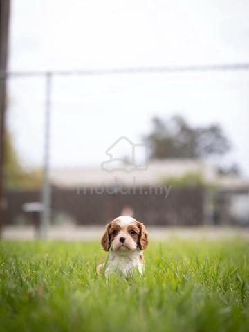 Carousel Image Selected