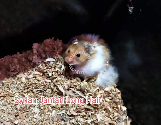 Jantan hamster 38 Nama