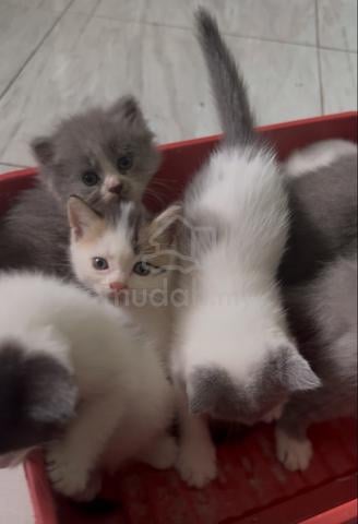 Bsh Kitten - photo 6 of 6