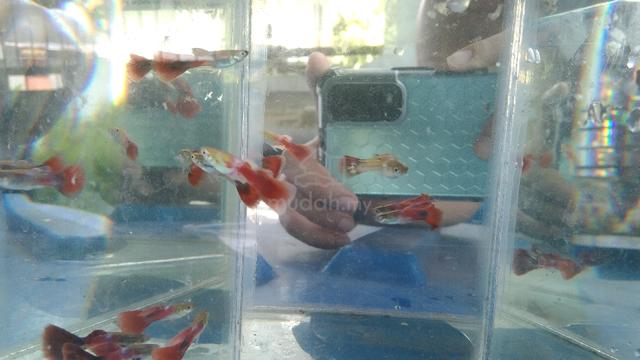 guppy rojak - Pets for sale in Inanam, Sabah