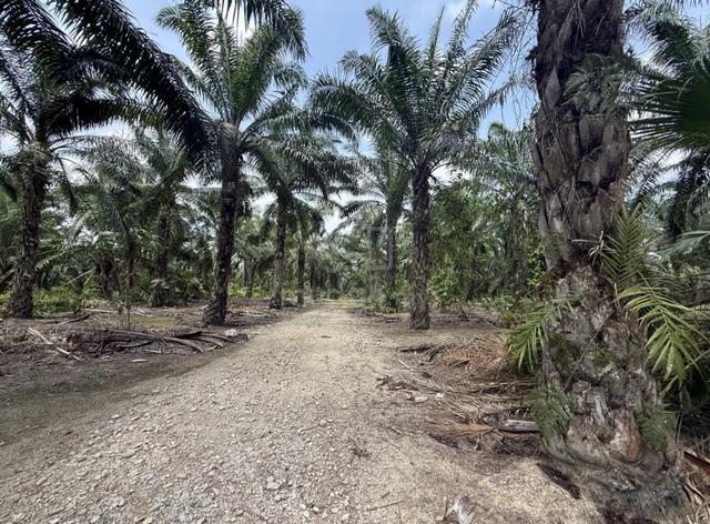 Panchor Good value Oil Palm Monthly income 1
