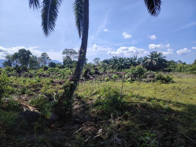 KELAPA SAWIT tanah BUMI 😊1.97ac KPG PAK DOLAH dekat KAMUNTING  TOLL 1