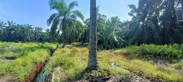 Tanah 1.8 Ekar Murah Berhampiran MRSM Sungai Besar(Geran Individu) 5