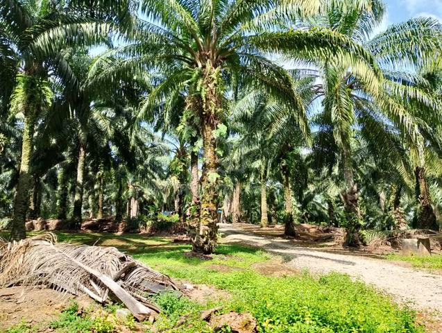 Freehold Palm Oil Estate, Mukim Rim, Jasin 1