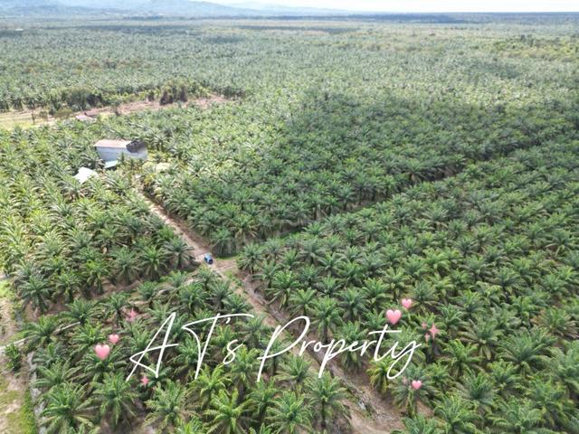 CL Land for sale 1