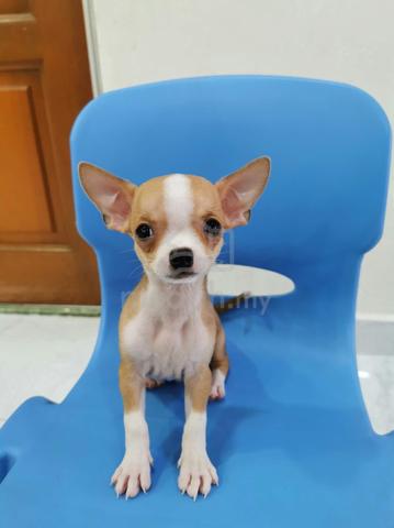 Cute! 吉娃娃 Chihuahua Puppy Apple Head 🍎 Male 2710B - photo 3 of 3