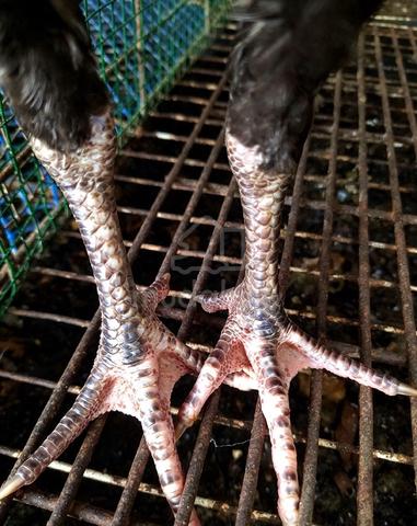Ayam utk dijual - photo 4 of 4