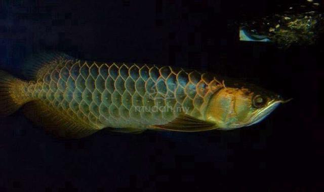 Carousel Image Selected