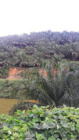 PRIVATE LAND Kelantan Gua Musang Nenggiri 3400 acre Palm Oil Land SALE 1