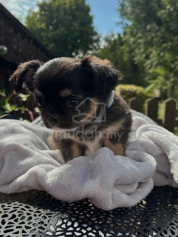 black and white Chihuahua ~6 - photo 3 of 5