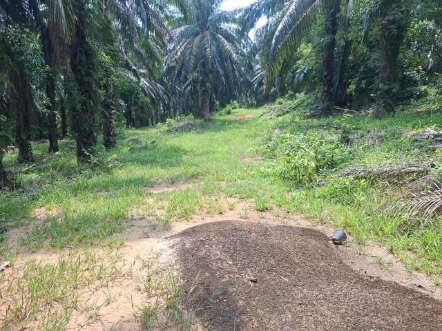 Sawit tinggal 1