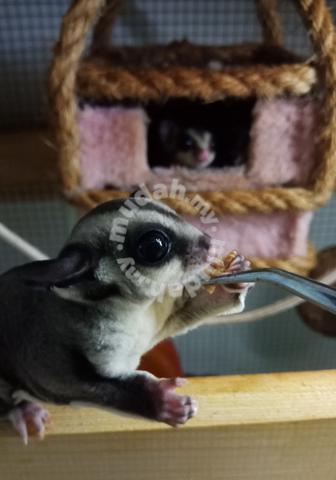 sugar glider for sale kuala lumpur