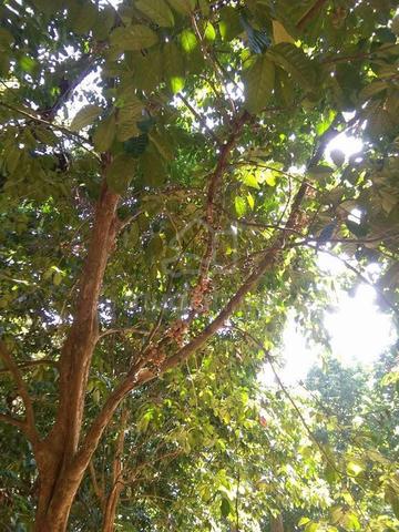 Tanah Kebun Durian & Duku Untuk Dijual Di Kijal, Kemaman, Terengganu 1