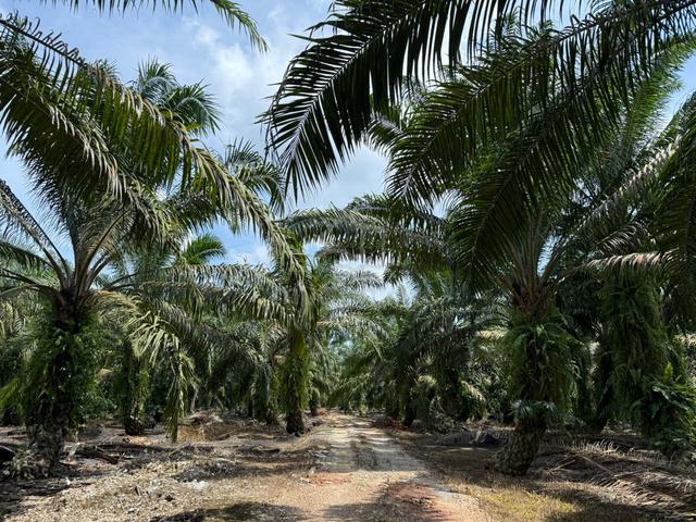 Pekan Nanas Tropicana 30.95 Acre Zoning Industrial Land Rm13.50 psf 1