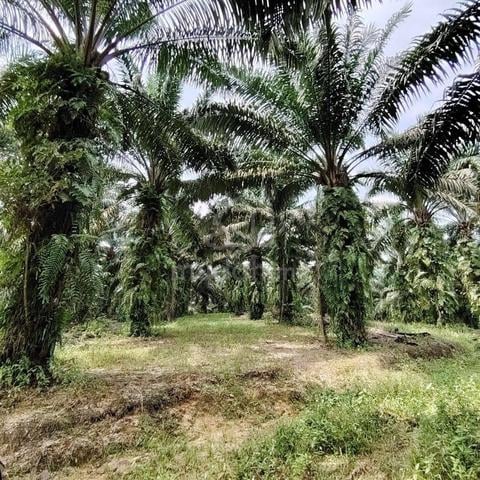 3.7 Acres Converted Light Industrial Land @ Sungai Tiram, Ulu Tiram 1