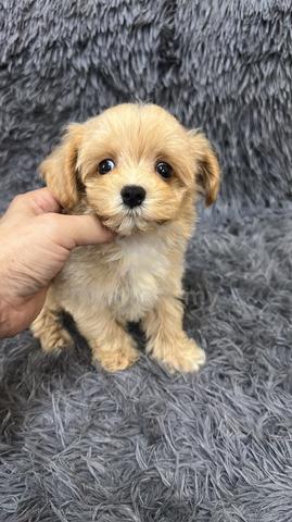 MaltiPoo (Maltese mix Poodle) 马尔泰 马尔济斯混泰迪贵宾 - photo 3 of 4