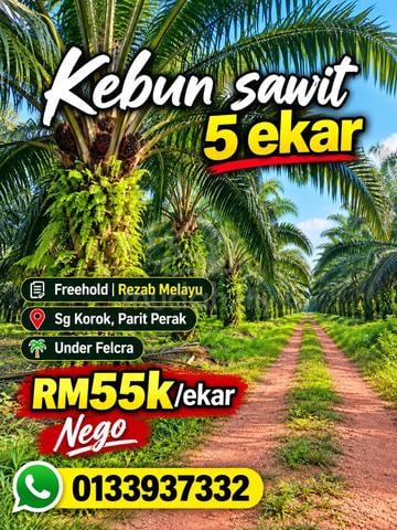Sawit 5 Ekar Sg Korok Parit Perak Manage By Felcra 1
