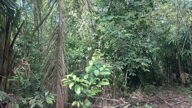 1 Ekar Tanah Kosong Kg Bukit Lintang Segamat Johor 1