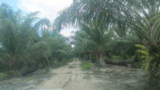 100 Acres Oil Palm Land + Bird Nest House For Sale | Pitas Sabah 1