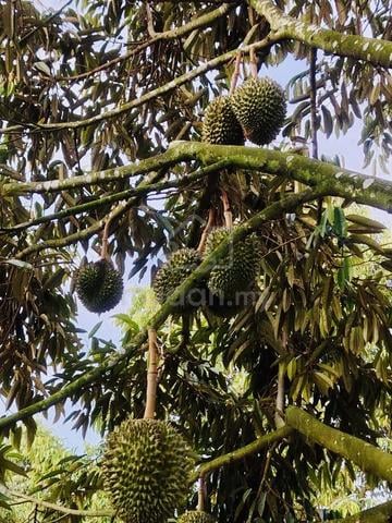 Agri Land (Durian Farm) for Sale - Linggi, NS 1