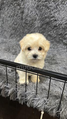 Maltipoo Male Puppy YM-1 - photo 2 of 4