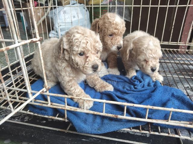 toy poodle male. small side  - photo 2 of 6