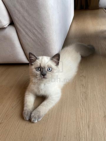 BSH pointed - photo 2 of 3