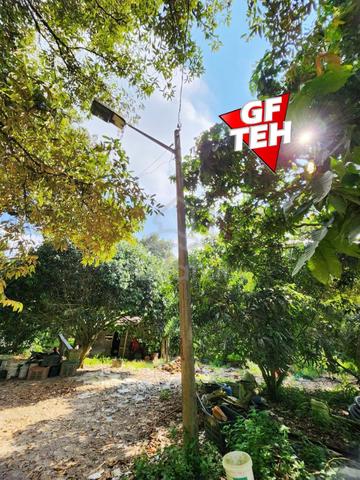 3.23 acre Agricultural Land | 40 Years Durian Tree | Beruas | Perak B 1