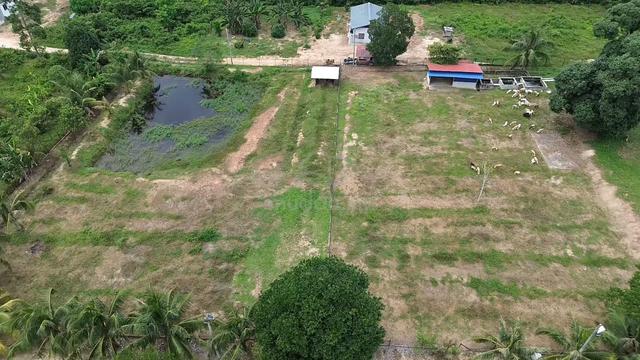 [For Sale] KEBUN 5 EKAR BESERTA KANDANG KAMBING, LEMBU & RUMAH KEBUN 1