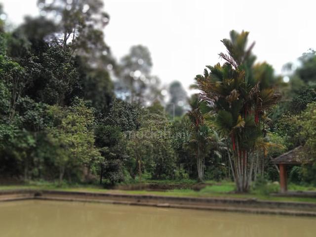 8.66 Ekar Tanah Dusun Janda Baik Untuk Dijual 4