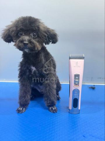 Poodle - photo 3 of 3