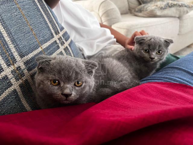 British Short Hair Bsh Pets For Sale In Shah Alam Selangor