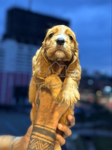 Carousel Image