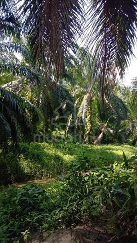 Palm Oil Land For Sale-Lahad Datu 1