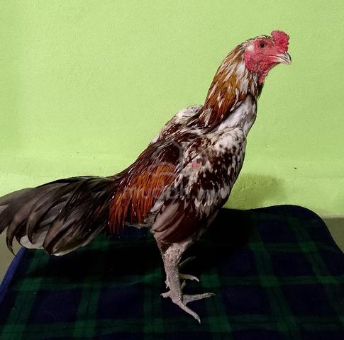 Carousel Image Selected