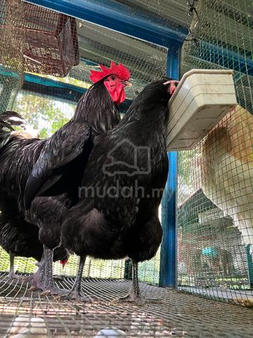 anak black australorp chicken - photo 2 of 6