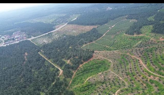 Ladang Sawit untuk dijual 1