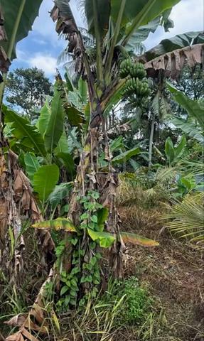Tanah Banglo Untuk Dijual 1