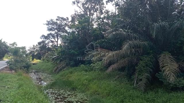 Tanah Pertanian 3.7 Ekar  & Kg Parit Semerah, Batu Pahat 1