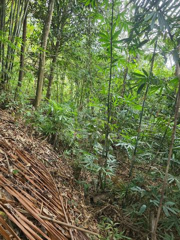 Native Perpetuity Land @Apar Singai 1