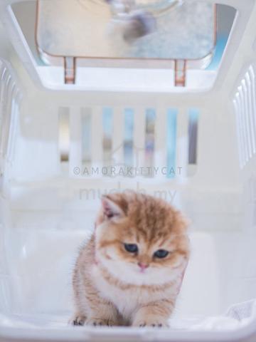 Carousel Image
